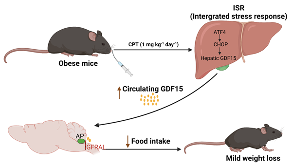 Camptothecin通过GDF15-GFRAL轴调控动物脂肪沉积_副本.png