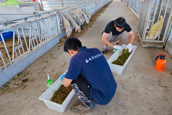 图片二 队员配制含菌液的母羊饲料.jpg